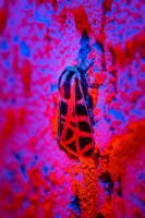 Moth Stucco in Gel